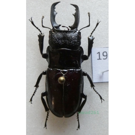 Odontolabis svenjae (Schenk, 2000) Indonesia, Sulawesi 36mm19